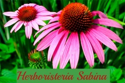HERBORISTERIA SABINA 