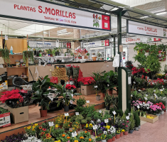 Plantas S. Morillas