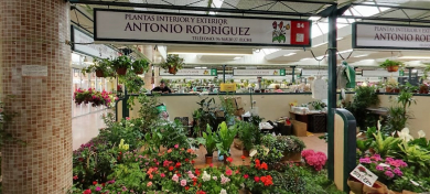 Plantas interiores y exteriores Antonio Rodríguez