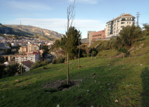  El Ayuntamiento de Alcoy apuesta para reforestar la ciudad con 2.000 ejemplares